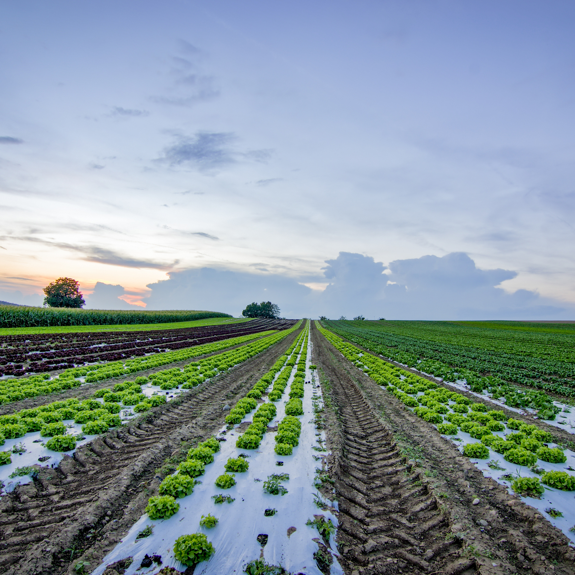 Crop field